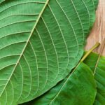 Green Malay Kratom Effects and Side Effects!