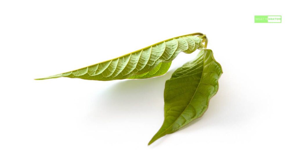 How To Take Kratom 101 | Ultimate Guide For Beginners