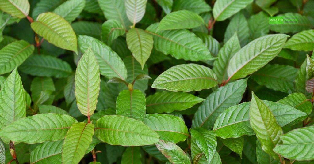 Is Kratom Legal in the untied states?