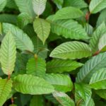 Is Kratom Legal in the untied states?