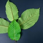 What Is Recommended Dosage For Green Malay Kratom