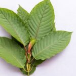 How Does Kratom Work? Guide To Magical Green Powder