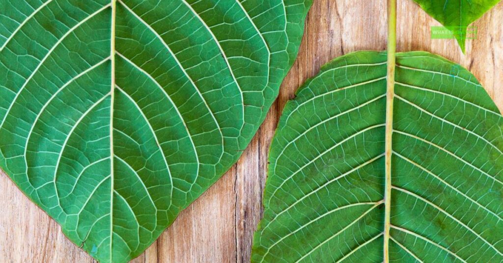 Kratom Extract vs. Powder: Which One Is Better?