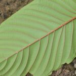 What Is Kratom Made From? Ultimate Guide For Beginners